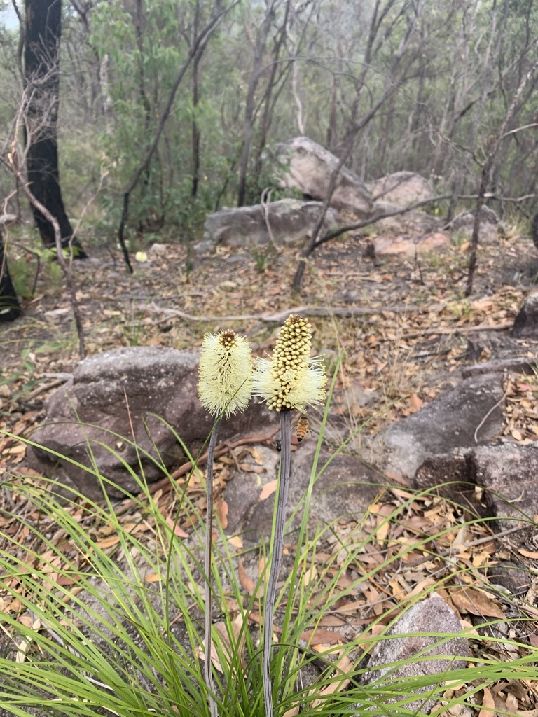 Bottlebrush Grasstree