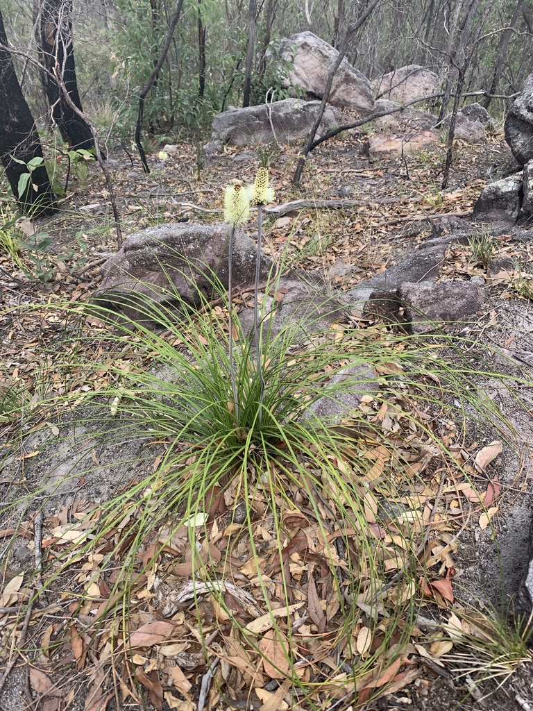 Xanthorrhoea macronema F.Muell. ex Benth.