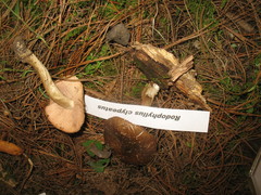 Entoloma clypeatum