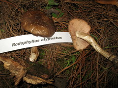 Entoloma clypeatum