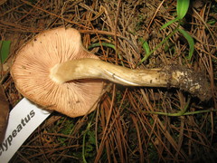 Entoloma clypeatum