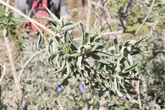 Hyptis tephrodes