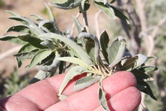 Hyptis tephrodes