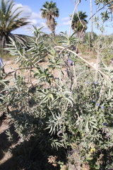 Hyptis tephrodes