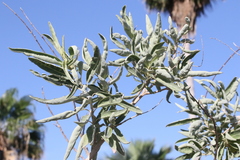 Hyptis tephrodes