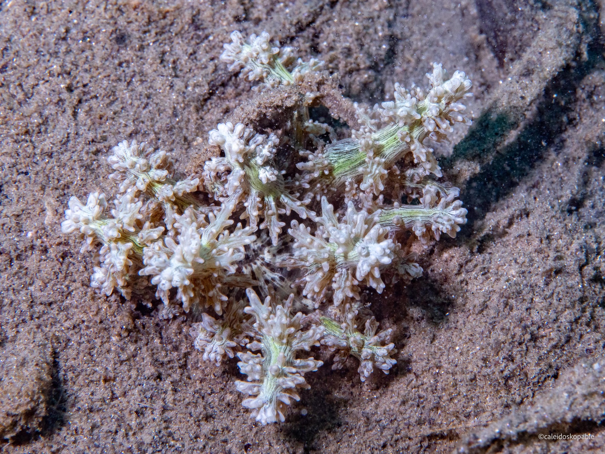 Actinodendron arboreum (Quoy & Gaimard, 1833)