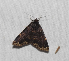 Mormoscopa sordescens