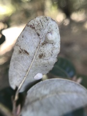 Paracraspis guadaloupensis