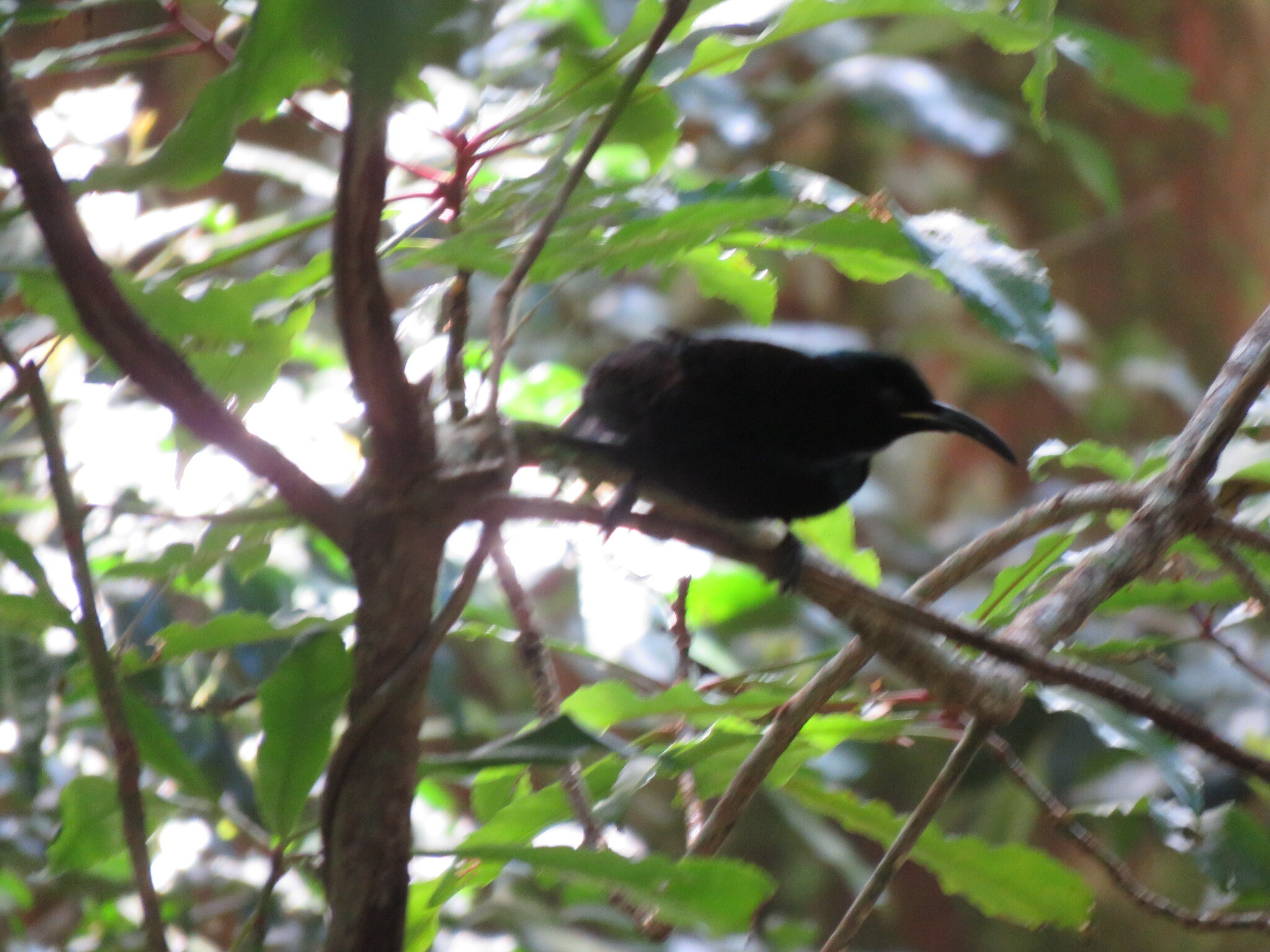 Paradise Riflebird (Ptiloris paradiseus), photo 10
