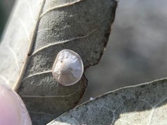 Paracraspis guadaloupensis