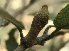 Heteroecus melanoderma