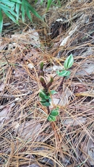 Psilochilus macrophyllus