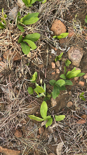 gifblaar (Dichapetalum cymosum)