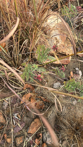 Crown Indigo (Indigofera comosa)