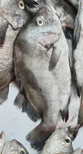 Hapalogenys nigripinnis observed 2025-09-14