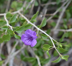 Ruellia californica peninsularis