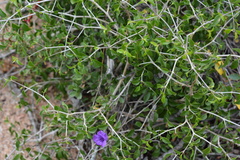 Ruellia californica peninsularis