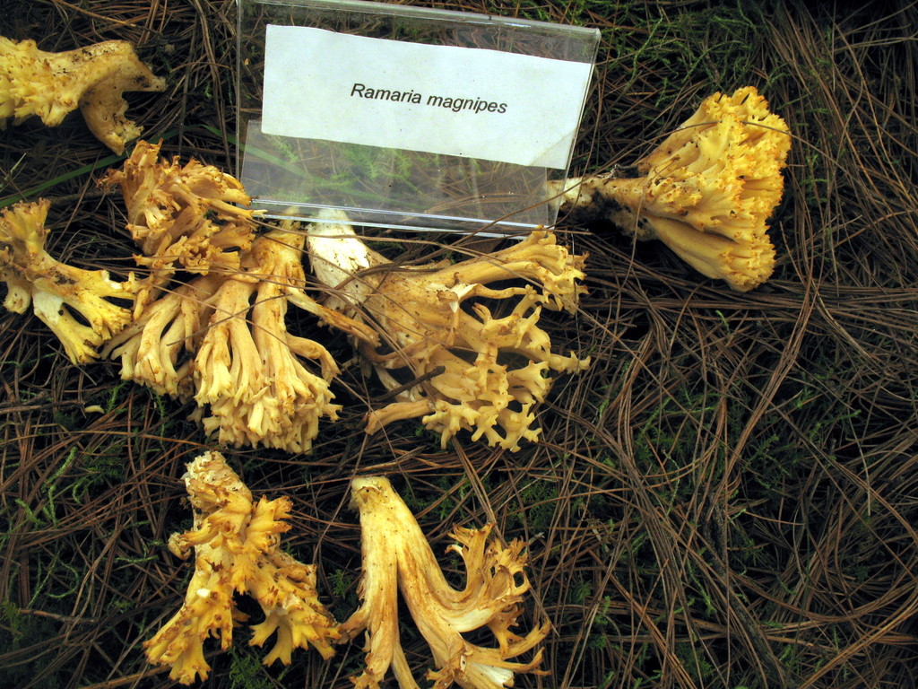 Ramaria magnipes