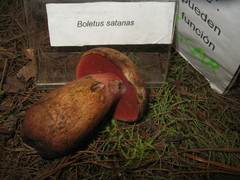 Rubroboletus pulcherrimus