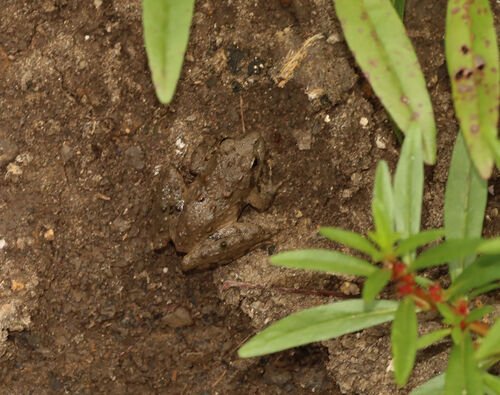 Blanchard's Cricket Frog