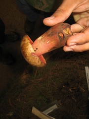 Rubroboletus pulcherrimus