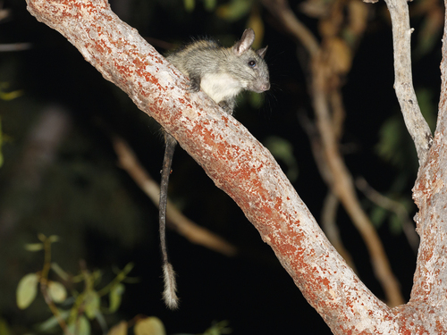 Black-footed Tree Rat (Mesembriomys gouldii) — Vulnerable Mammalia