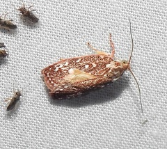 Euchaetis metallota