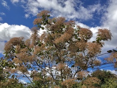 Heliocarpus