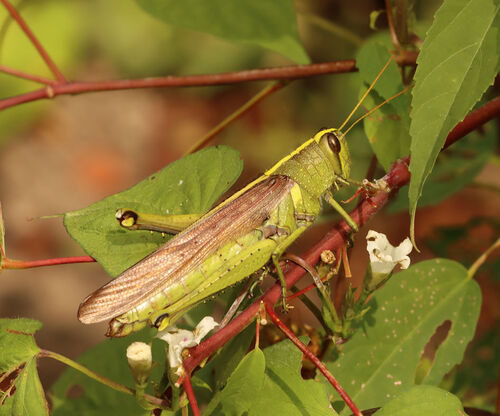 Obscure Bird Grasshopper