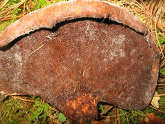 Echinochaete brachypora