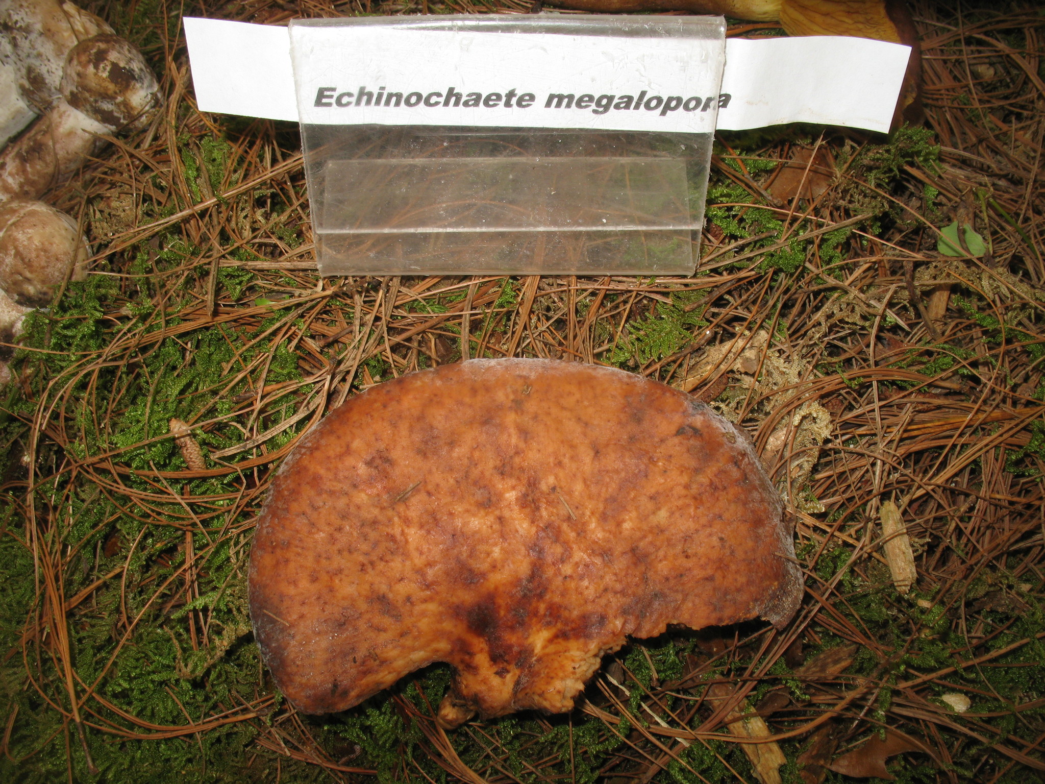 Echinochaete brachypora image
