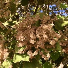 Heliocarpus