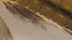 Stenacron interpunctatum