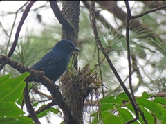 Aphelocoma unicolor