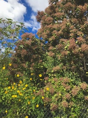 Heliocarpus