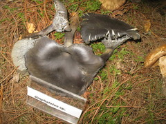 Omphalotus mexicanus