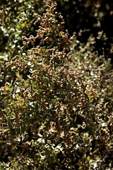 Atriplex nummularia
