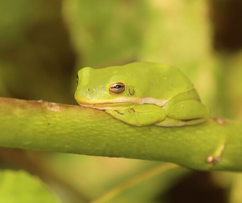 Green Treefrog