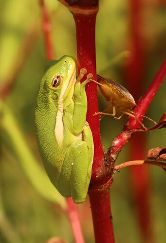 Green Treefrog