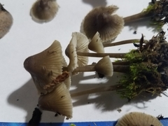 Fungi