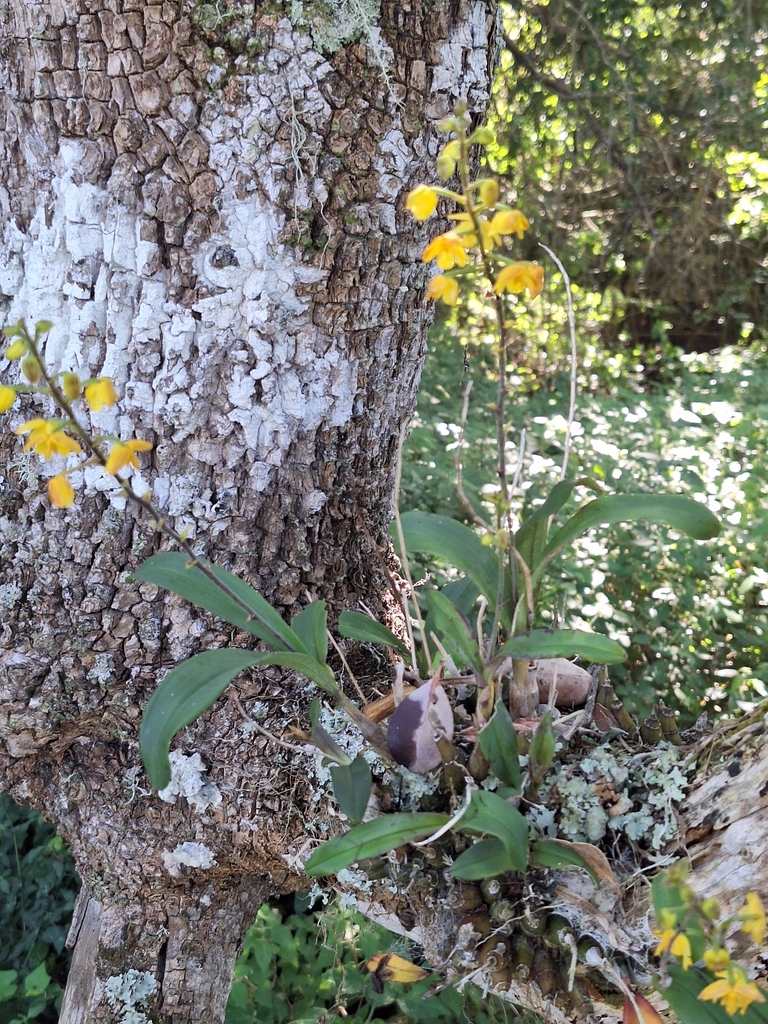 Polystachya pubescens