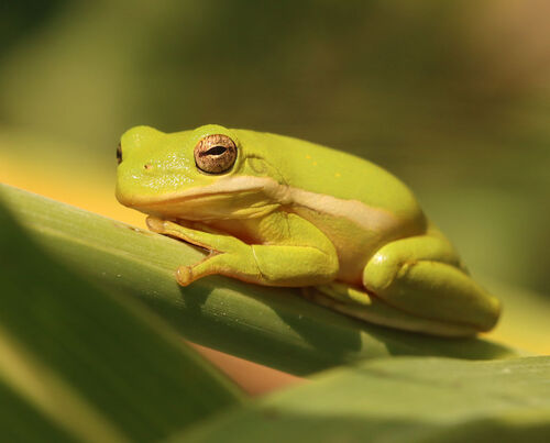 Green Treefrog