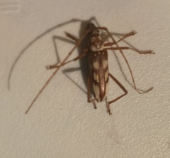 Eburia decemmaculata