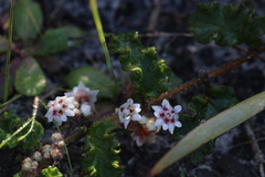 Ribbon plant (Restiaria)