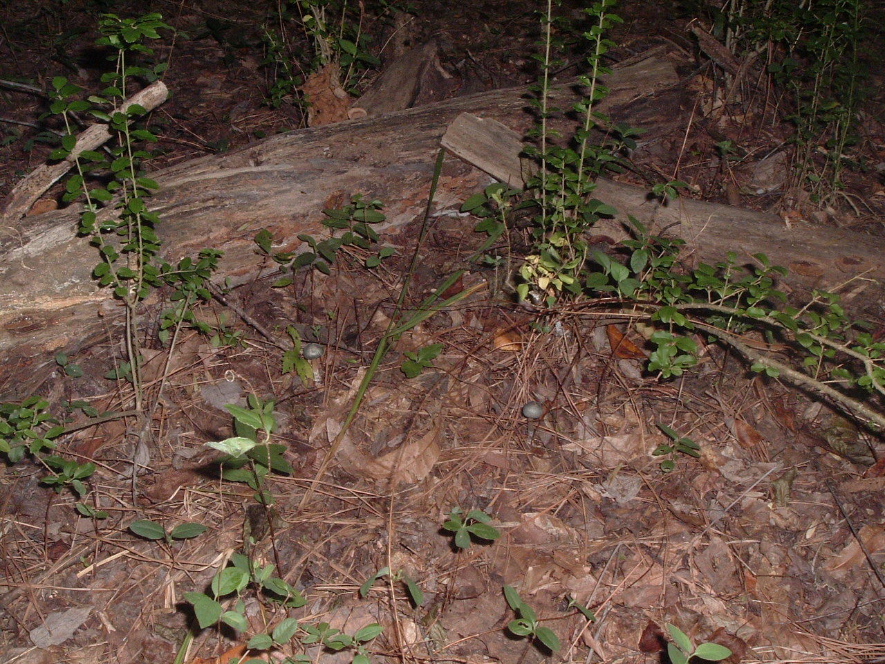 Psilocybe caerulescens image