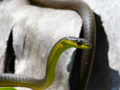 Common Tree Snake sighting