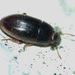 Topal's Beetle - Photo (c) Steve Kerr, some rights reserved (CC BY), uploaded by Steve Kerr