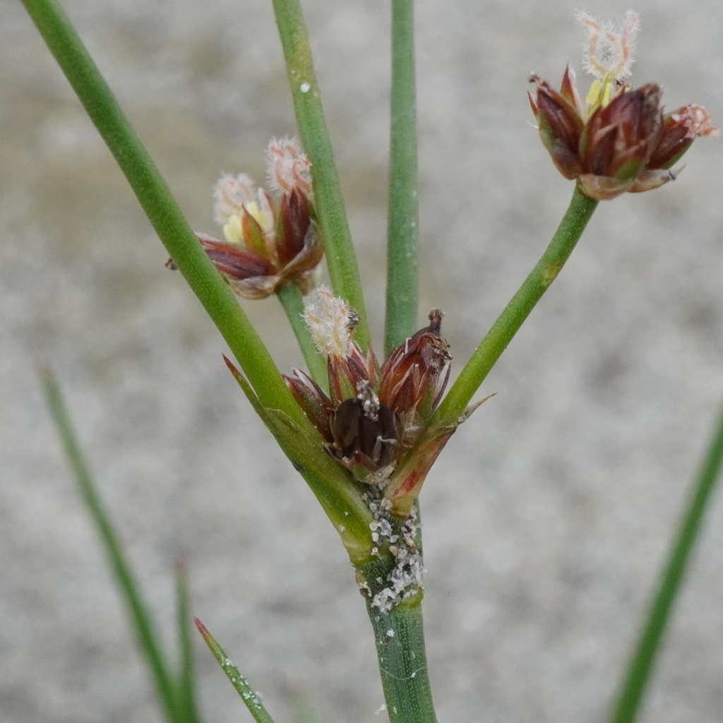 Ozophyllum