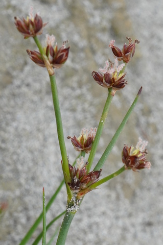 Jointed rush (Juncus articulatus)
