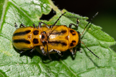 Endocephalus lineatus